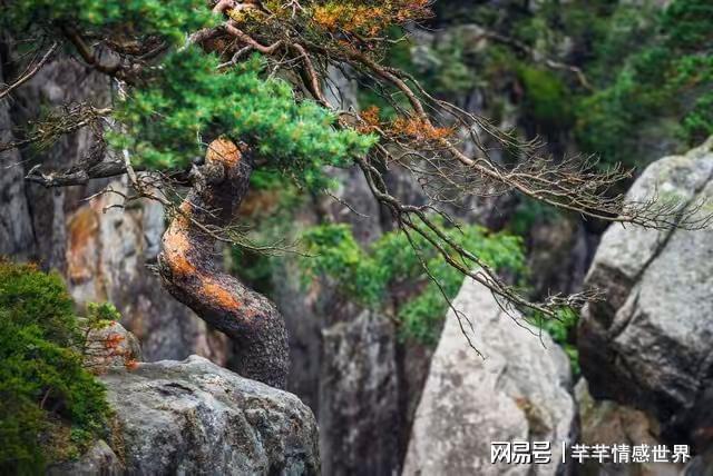 当年相亲没人要我上山砍柴途中救下娘仨的命当晚她就让我留下(图3)