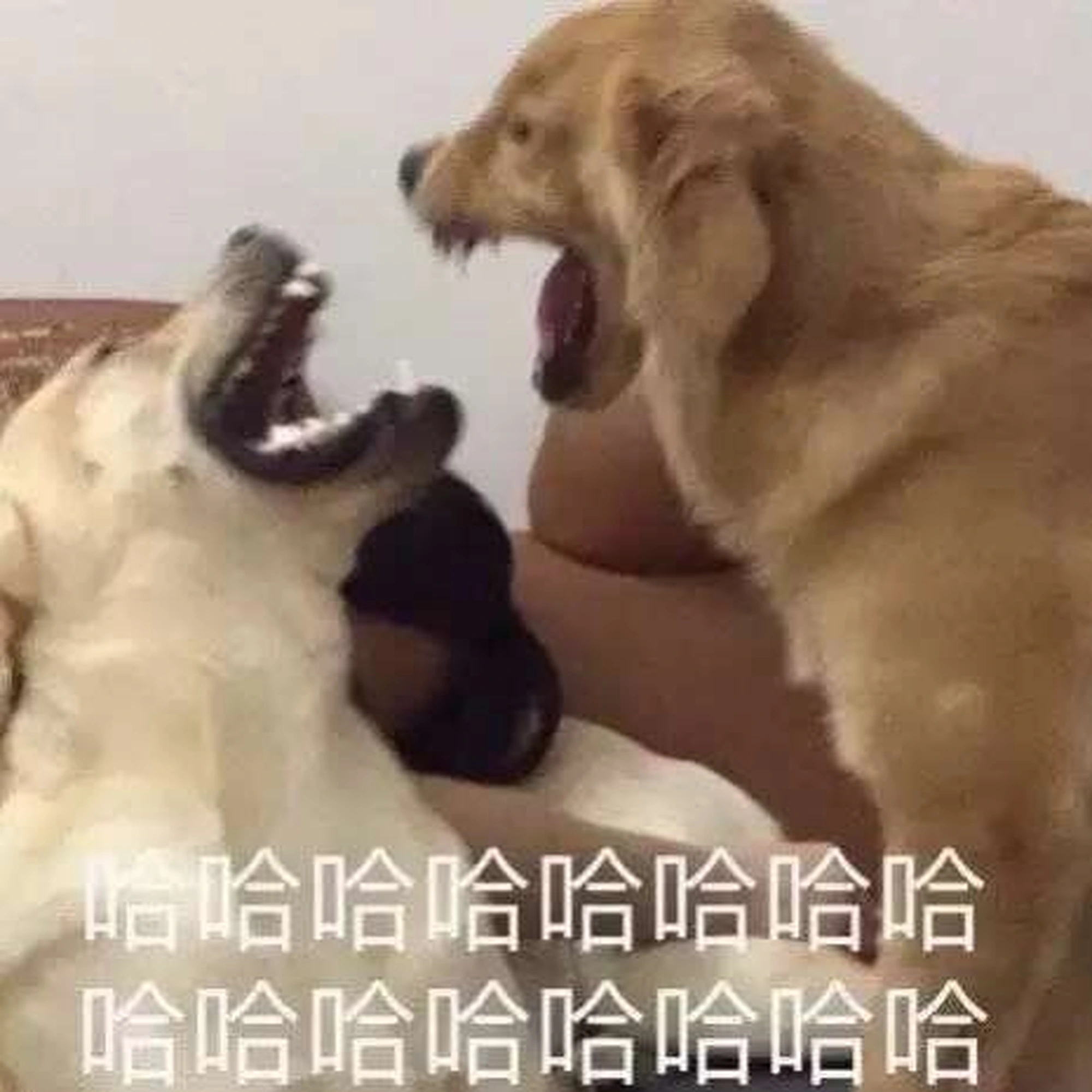 必赢兄弟们我这b条件在相亲市场有戏吗？(图2)