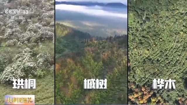 生态廊道变鹊桥看野生大熊猫跨栖息地“相亲访友”必赢国际(图2)