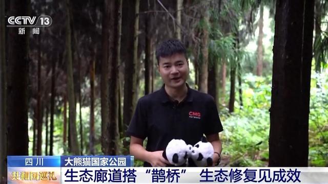 生态廊道变鹊桥看野生大熊猫跨栖息地“相亲访友”必赢国际(图1)