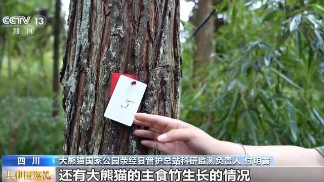 生态廊道变鹊桥看野生大熊猫跨栖息地“相亲访友”必赢国际(图4)