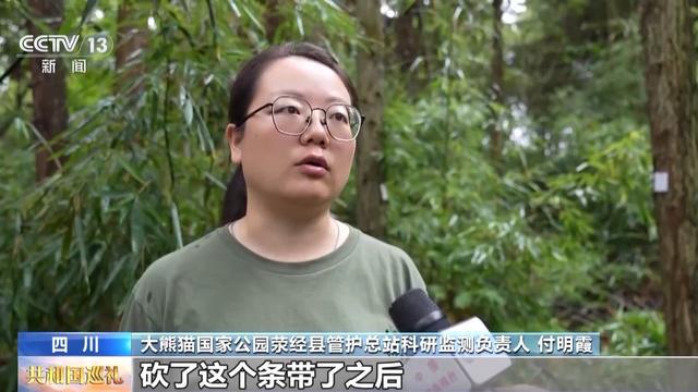 生态廊道变鹊桥看野生大熊猫跨栖息地“相亲访友”必赢国际(图3)