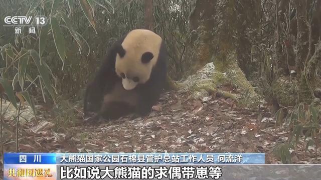 生态廊道变鹊桥看野生大熊猫跨栖息地“相亲访友”必赢国际(图5)