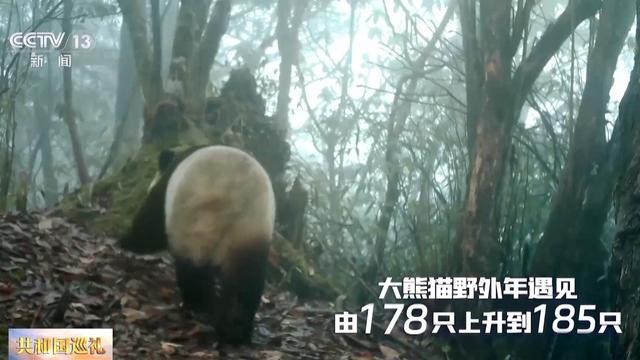 生态廊道变鹊桥看野生大熊猫跨栖息地“相亲访友”必赢国际(图8)