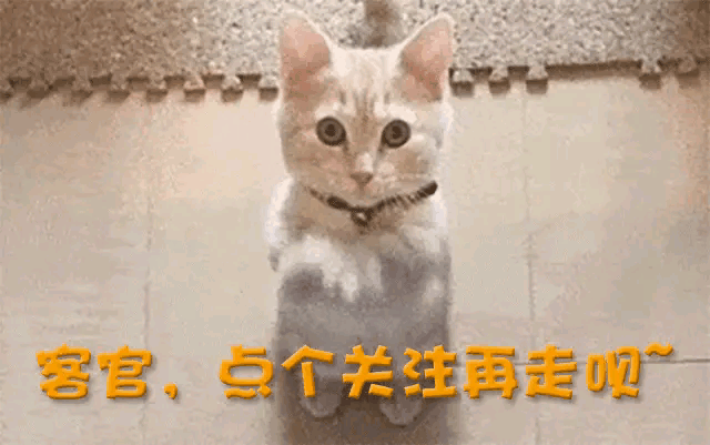 相亲嫁给功夫巨星背16万名牌包生下三胎的张丹露才是人生赢家(图22)