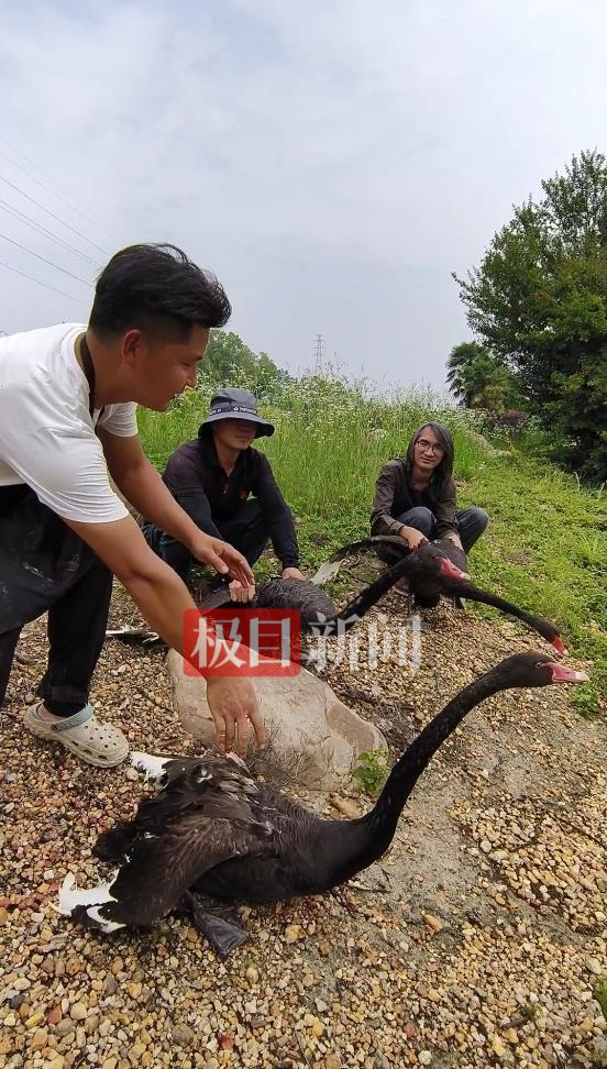 “渣必赢鹅”移情别恋后饲养员为伤心母天鹅安排了两只新的公天鹅(图1)