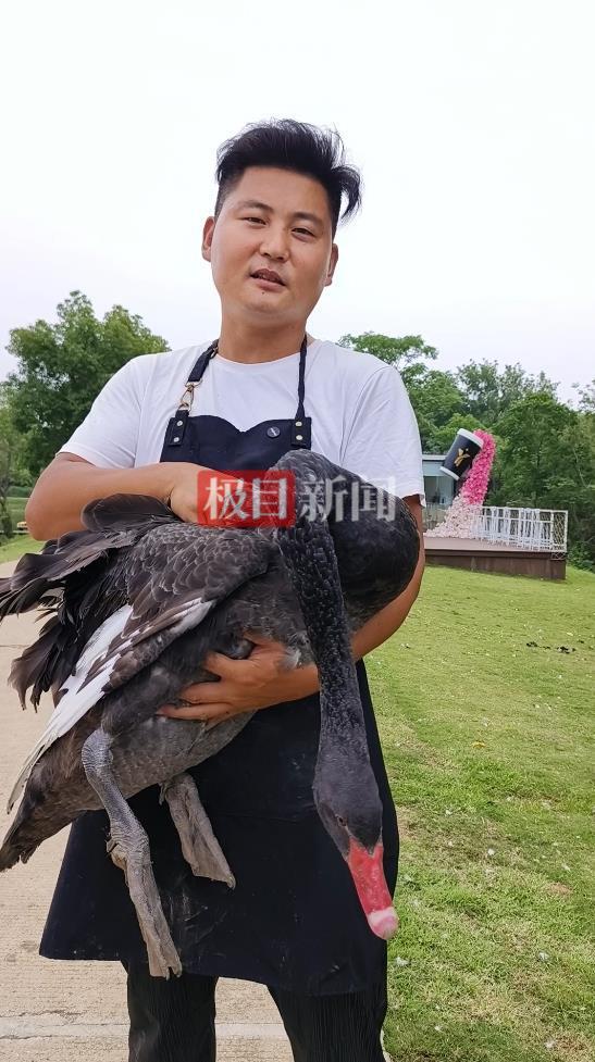 “渣必赢鹅”移情别恋后饲养员为伤心母天鹅安排了两只新的公天鹅(图5)