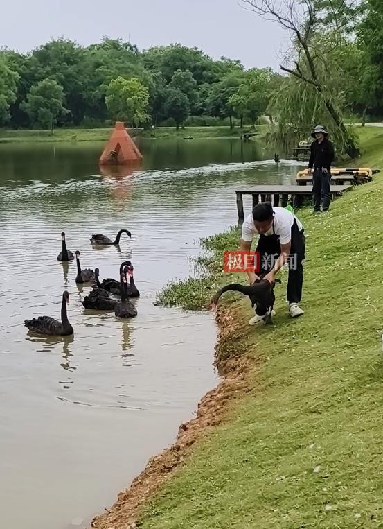 “渣必赢鹅”移情别恋后饲养员为伤心母天鹅安排了两只新的公天鹅(图4)