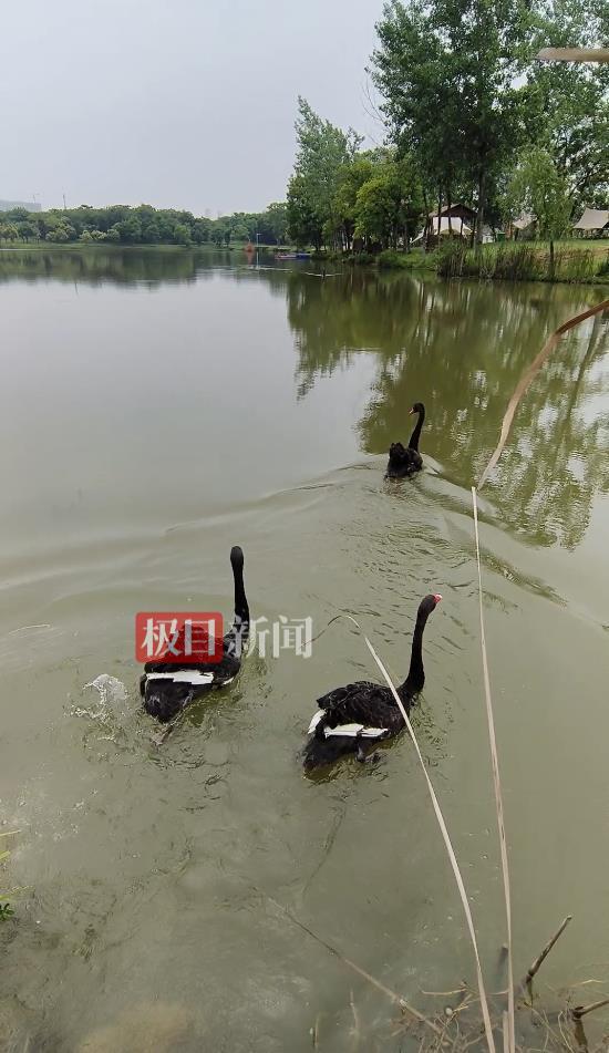 “渣必赢鹅”移情别恋后饲养员为伤心母天鹅安排了两只新的公天鹅(图6)