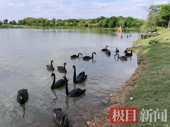 “渣必赢鹅”移情别恋后饲养员为伤心母天鹅安排了两只新的公天鹅(图7)