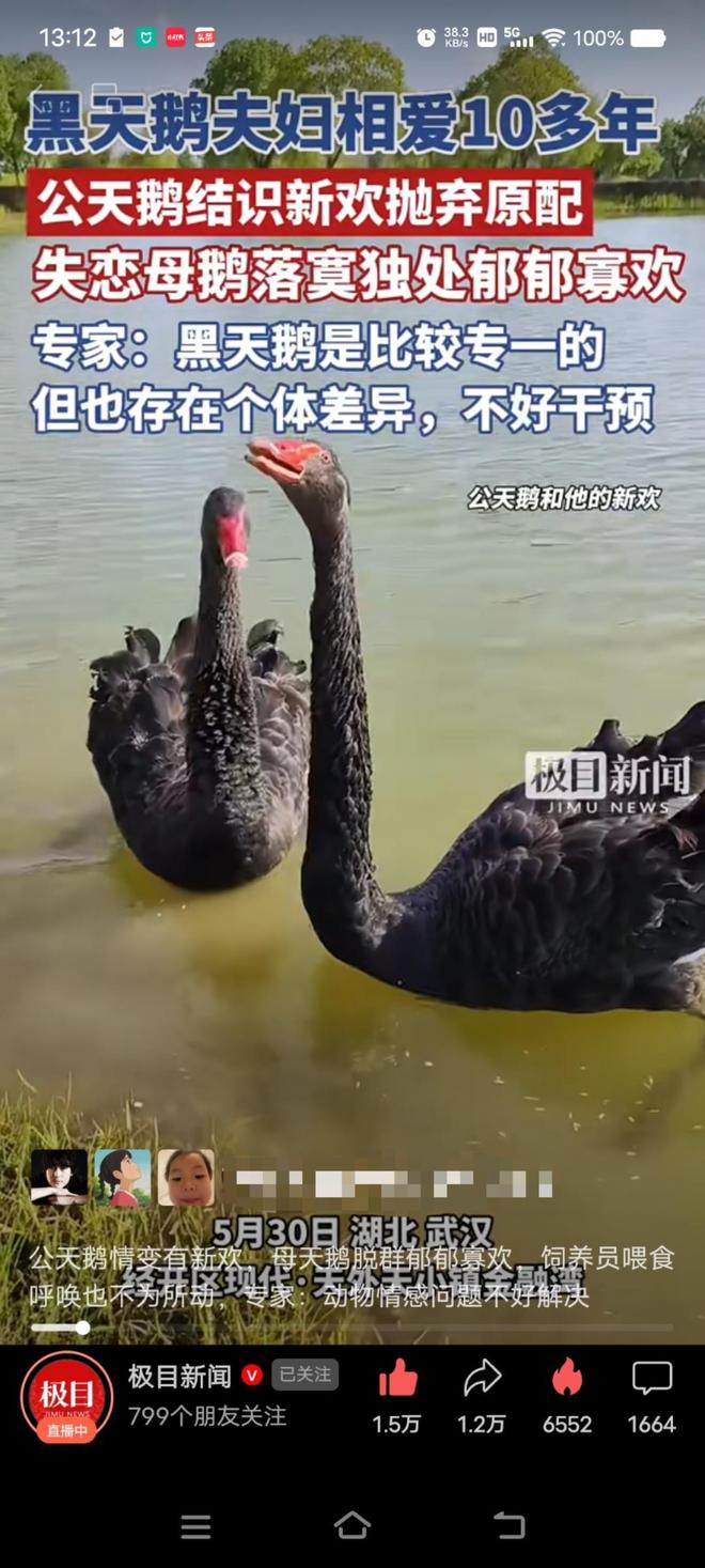 “渣必赢鹅”移情别恋后饲养员为伤心母天鹅安排了两只新的公天鹅(图2)