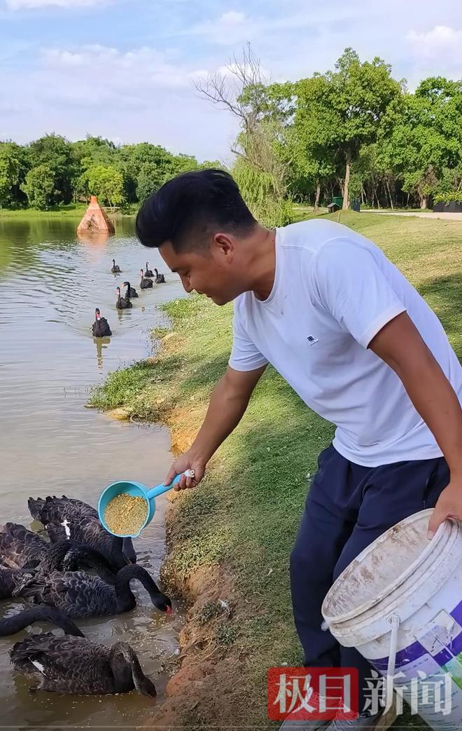 “渣必赢鹅”移情别恋后饲养员为伤心母天鹅安排了两只新的公天鹅(图9)