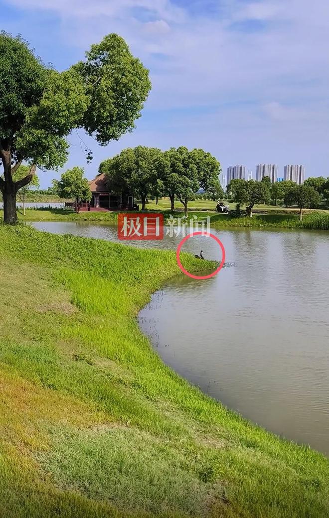 “渣必赢鹅”移情别恋后饲养员为伤心母天鹅安排了两只新的公天鹅(图3)