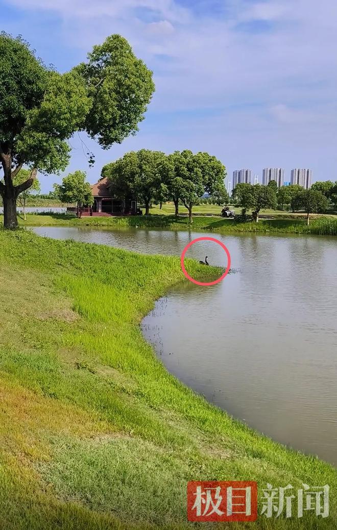 “渣必赢鹅”移情别恋后饲养员为伤心母天鹅安排了两只新的公天鹅(图8)