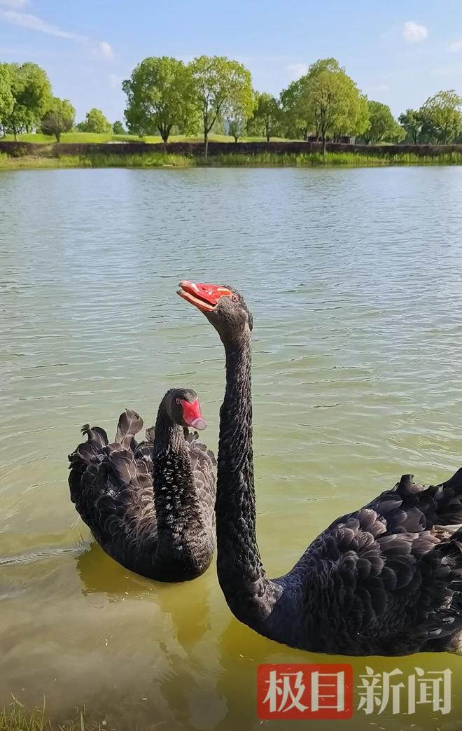 “渣必赢鹅”移情别恋后饲养员为伤心母天鹅安排了两只新的公天鹅(图15)