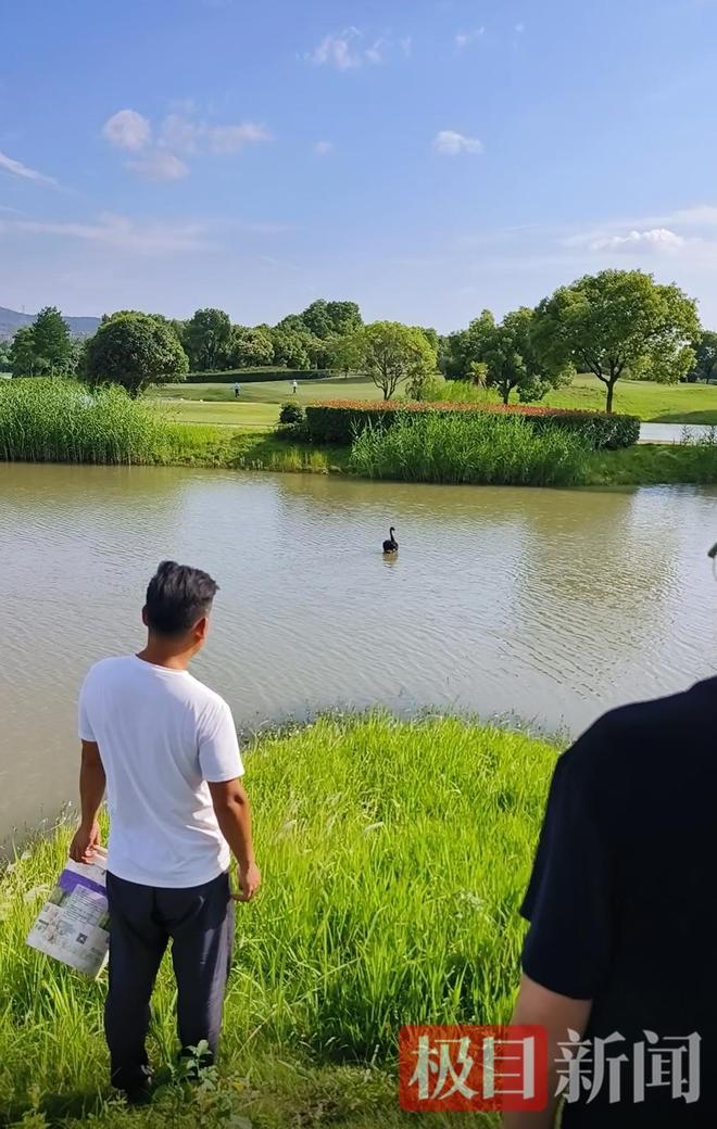 “渣必赢鹅”移情别恋后饲养员为伤心母天鹅安排了两只新的公天鹅(图12)