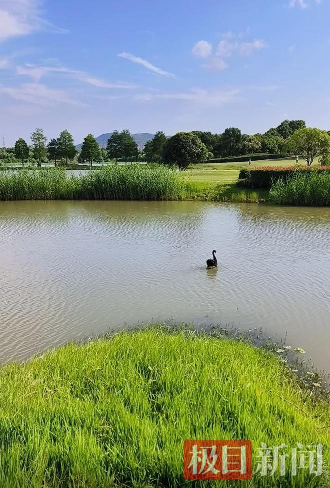 “渣必赢鹅”移情别恋后饲养员为伤心母天鹅安排了两只新的公天鹅(图13)