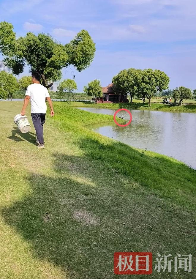 “渣必赢鹅”移情别恋后饲养员为伤心母天鹅安排了两只新的公天鹅(图10)