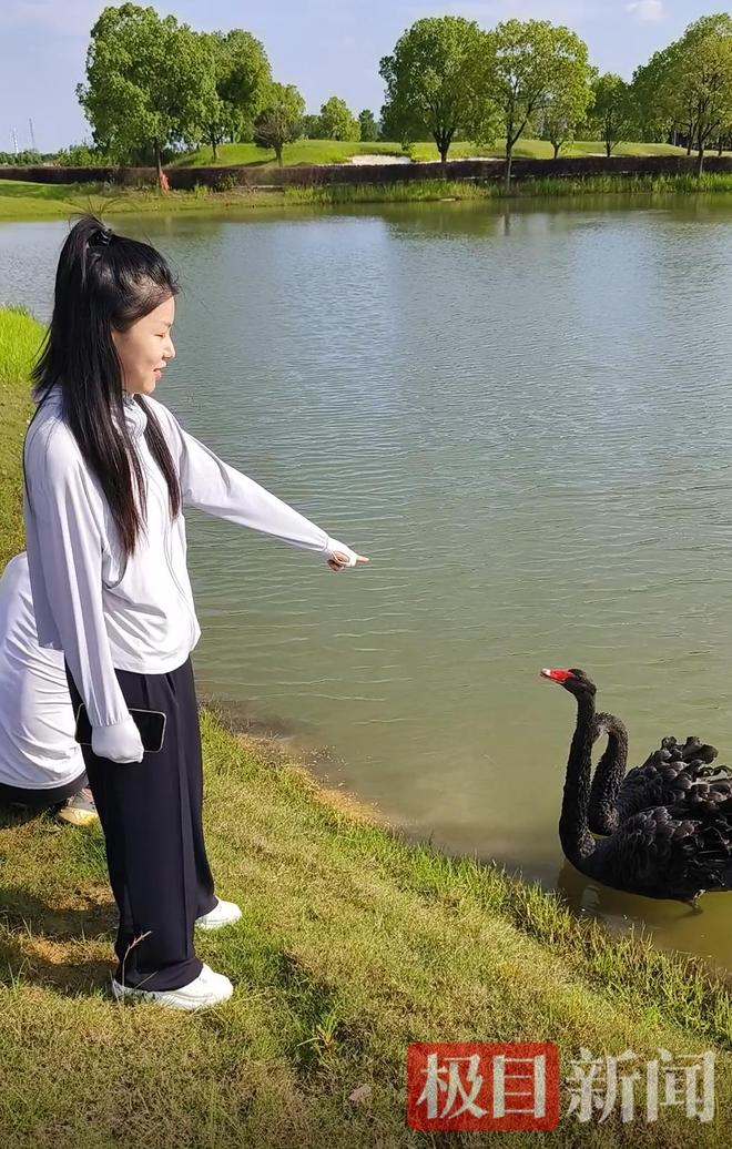 “渣必赢鹅”移情别恋后饲养员为伤心母天鹅安排了两只新的公天鹅(图14)