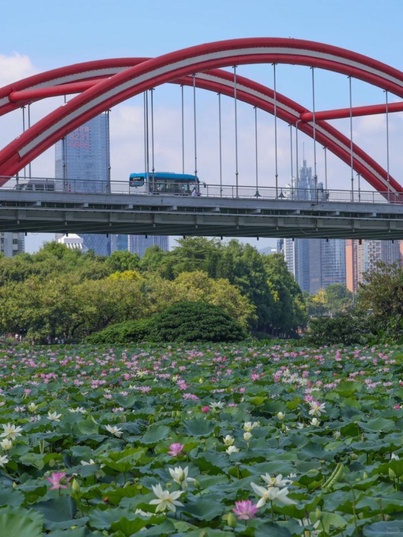 2025深圳荷花展时间+地点+门票+活动亮点(图1)