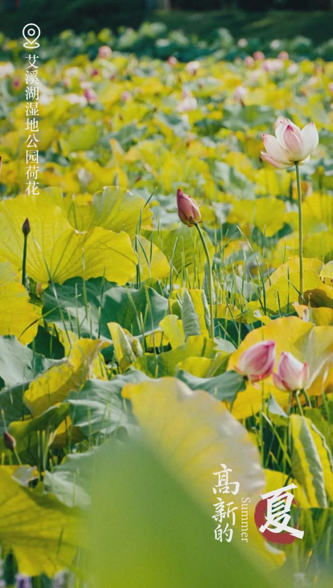 “团团有约周周相见”：青年交友“破圈”新体验(图6)