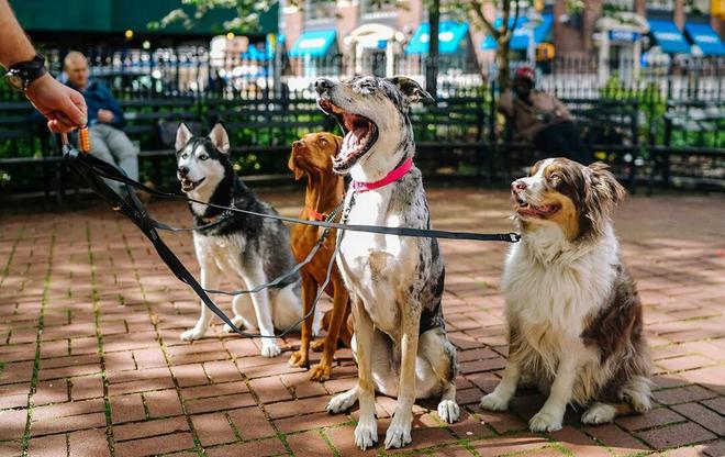 宠物相亲藏着它经济的下一个风口(图2)