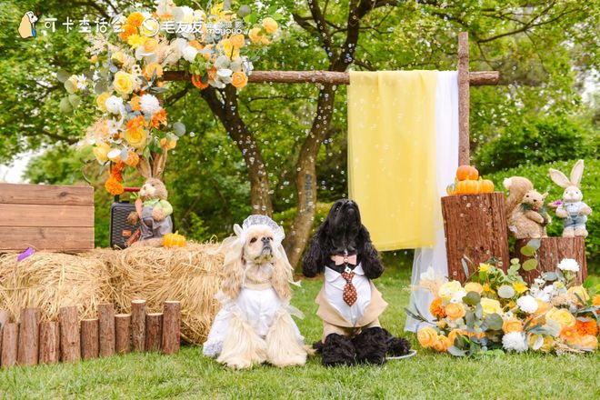 宠物相亲藏着它经济的下一个风口(图8)