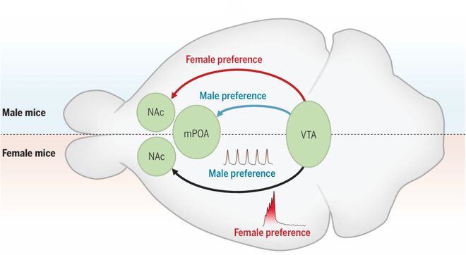 2025年西安交通大学首篇Science：不管是男性还是女性都是喜欢与女性社交(图2)